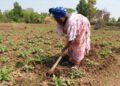 🇬🇳Des plants fruitiers disponibles chez D’agri-Élevage