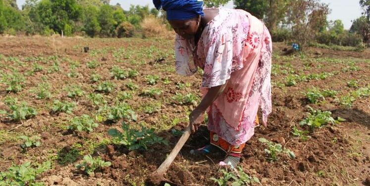🇬🇳Des plants fruitiers disponibles chez D’agri-Élevage