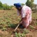 🇬🇳Des plants fruitiers disponibles chez D’agri-Élevage