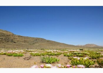 Biodiversité : Une étude révèle une désertification rapide du Richtersveld