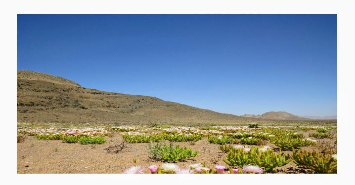 Biodiversité : Une étude révèle une désertification rapide du Richtersveld
