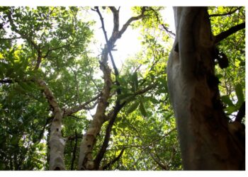 Environnement : Plus de 1 000 arbres plantés en une journée à Rwamagana