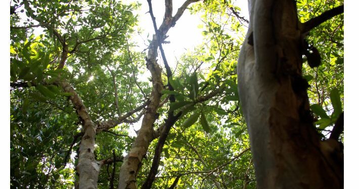 Environnement : Plus de 1 000 arbres plantés en une journée à Rwamagana