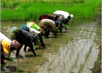 🇬🇳Agriculture : Un hommage aux producteurs guinéens