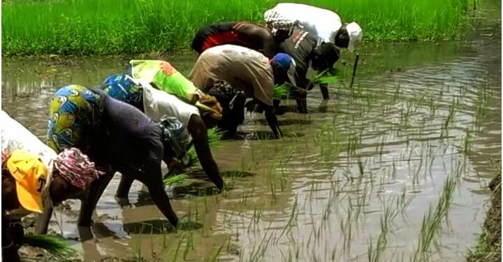 🇬🇳Agriculture : Un hommage aux producteurs guinéens