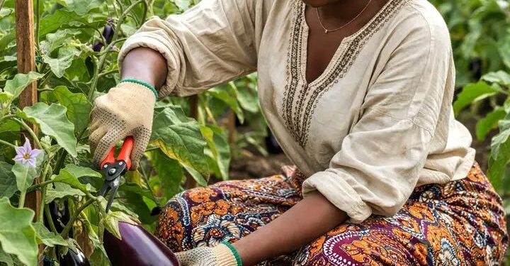 🇬🇳Cultures maraîchères : L’aubergine, un pilier agricole en Guinée