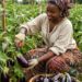 🇬🇳Cultures maraîchères : L’aubergine, un pilier agricole en Guinée