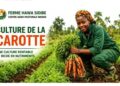 🇬🇳Agriculture : L’agronome Hawa Sidibé partage ses secrets pour réussir la culture de la carotte