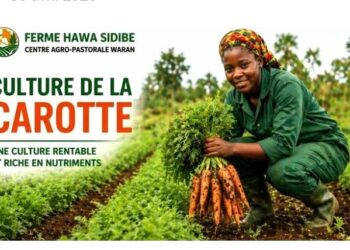 🇬🇳Agriculture : L’agronome Hawa Sidibé partage ses secrets pour réussir la culture de la carotte
