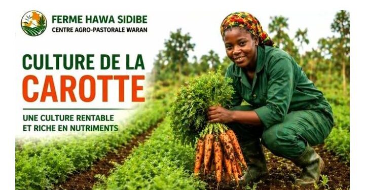 🇬🇳Agriculture : L’agronome Hawa Sidibé partage ses secrets pour réussir la culture de la carotte