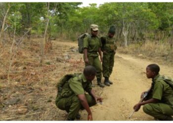 Conservation de la nature : La SADC forme des gestionnaires de la faune et des gardes forestiers