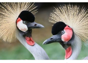 Animaux : Deux grues couronnées d&rsquo;Afrique de l&rsquo;Est arrivent au zoo de Cologne