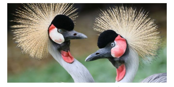 Animaux : Deux grues couronnées d&rsquo;Afrique de l&rsquo;Est arrivent au zoo de Cologne