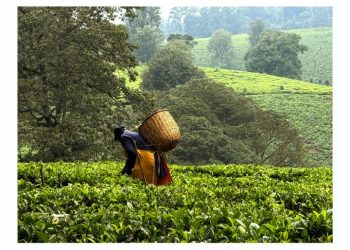 Agriculture : L’Afrique de l’Est expérimente de nouveaux outils agroécologiques