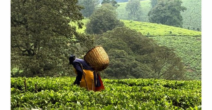 Agriculture : L’Afrique de l’Est expérimente de nouveaux outils agroécologiques