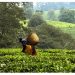 Agriculture : L’Afrique de l’Est expérimente de nouveaux outils agroécologiques