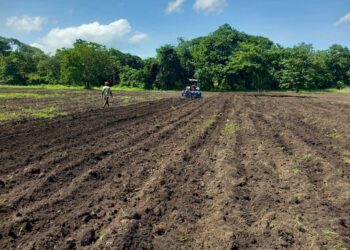 Guinée/Agriculture : Plus de 20 000 hectares labourés au service des producteurs locaux