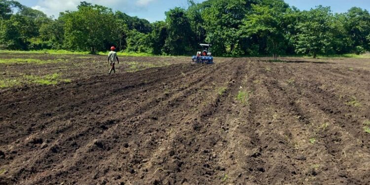 Guinée/Agriculture : Plus de 20 000 hectares labourés au service des producteurs locaux