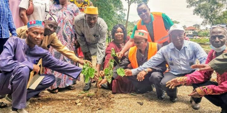 Conakry : La commune de Tombolia engage une ambitieuse campagne de reboisement dans la forêt d’Enta