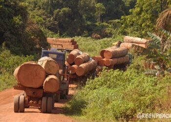 🇬🇳Guinée : Les artisans face aux effets du repos biologique