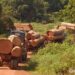 🇬🇳Guinée : Les artisans face aux effets du repos biologique