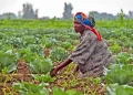 🇬🇳Agriculture : Une mission budgétaire échange avec le Secrétaire Général sur la modernisation des exploitations