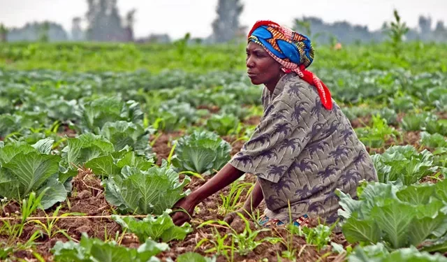 🇬🇳Agriculture : Une mission budgétaire échange avec le Secrétaire Général sur la modernisation des exploitations
