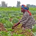 🇬🇳Agriculture : Une mission budgétaire échange avec le Secrétaire Général sur la modernisation des exploitations