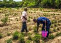 🇬🇳Affrontements autour du domaine agricole « Gbombo » : cinq blessés à Mandiana