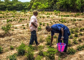 🇬🇳Affrontements autour du domaine agricole « Gbombo » : cinq blessés à Mandiana