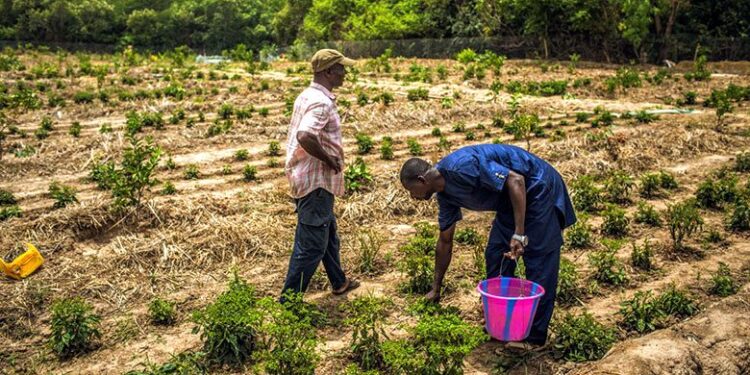 🇬🇳Affrontements autour du domaine agricole « Gbombo » : cinq blessés à Mandiana