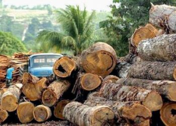 🇬🇳Ministère de l’Environnement : Suspension des activités forestières pour le repos biologique 2026