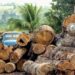 🇬🇳Ministère de l’Environnement : Suspension des activités forestières pour le repos biologique 2026