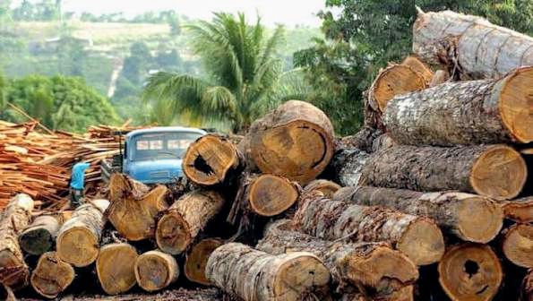 🇬🇳Ministère de l’Environnement : Suspension des activités forestières pour le repos biologique 2026