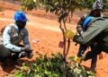 🇬🇳ENVIRONNEMENT : La Guinée valide 18 projets communautaires financés par le FEM pour protéger la nature