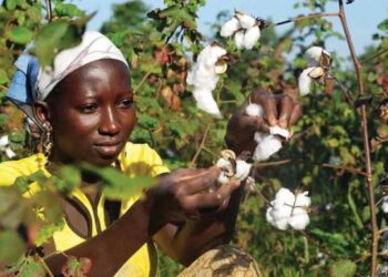 Guinée / Agriculture : 50 motoculteurs remis à la Société Cotonnière de Kankan pour relancer la filière
