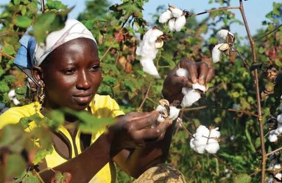 Guinée / Agriculture : 50 motoculteurs remis à la Société Cotonnière de Kankan pour relancer la filière