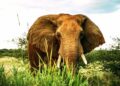 🇬🇳Journée mondiale de l’éléphant : Un géant menacé au cœur de nos écosystèmes