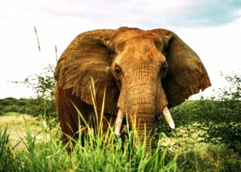 🇬🇳Journée mondiale de l’éléphant : Un géant menacé au cœur de nos écosystèmes