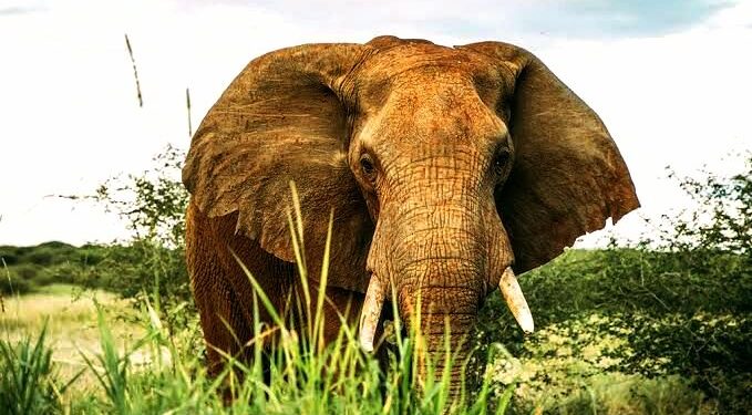 🇬🇳Journée mondiale de l’éléphant : Un géant menacé au cœur de nos écosystèmes