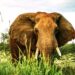 🇬🇳Journée mondiale de l’éléphant : Un géant menacé au cœur de nos écosystèmes