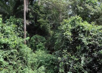 🇬🇳Vers la Journée Mondiale de l’Environnement : Mere Nature mobilise autour de la sensibilisation