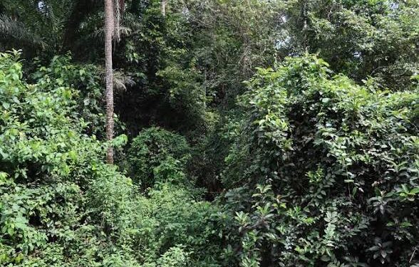 🇬🇳Vers la Journée Mondiale de l’Environnement : Mere Nature mobilise autour de la sensibilisation