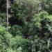 🇬🇳Vers la Journée Mondiale de l’Environnement : Mere Nature mobilise autour de la sensibilisation