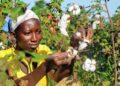 🇬🇳Lancement de la campagne agricole 2026-2027 : Le coton au coeur des priorités en Haute-Guinée