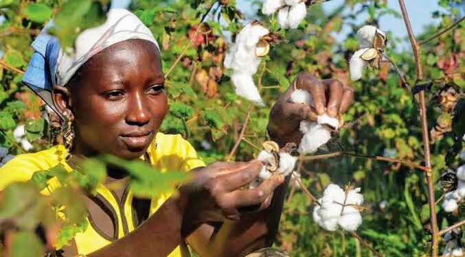 🇬🇳Lancement de la campagne agricole 2026-2027 : Le coton au coeur des priorités en Haute-Guinée