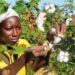 🇬🇳Lancement de la campagne agricole 2026-2027 : Le coton au coeur des priorités en Haute-Guinée