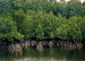🇬🇳Guinée : Un projet de 34 000 hectares de mangroves au cœur des discussions