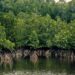 🇬🇳Guinée : Un projet de 34 000 hectares de mangroves au cœur des discussions