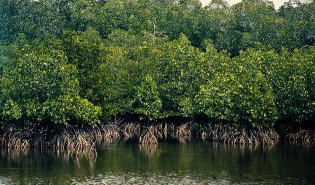 🇬🇳Guinée : Un projet de 34 000 hectares de mangroves au cœur des discussions